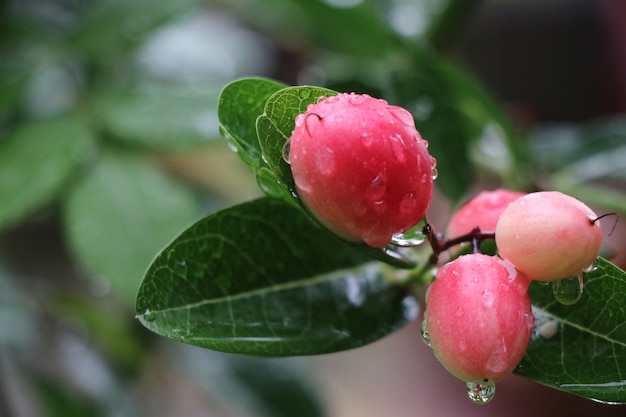 Carunda or Karonda fresh fruit with raindrops on tree  after rainy freshness in nature bac