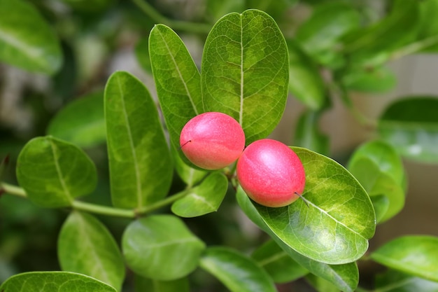 Carunda or Karonda fruit used to herb and medicine. High vitamin C and antioxidant.