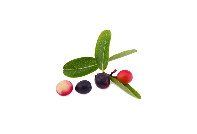 カルーンダまたはカルーンダの孤立物を白い背景に
