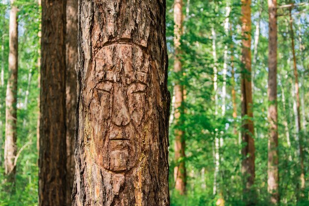 Foto il volto scolpito sulla corteccia di un pino nella foresta di conifere siberiana la vita dell'antica