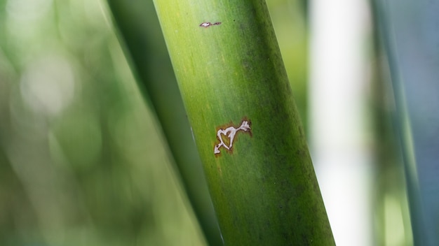 Carved pattern of the heart. Bamboo close up, Arboretum in Sukhum, Abkhazia.