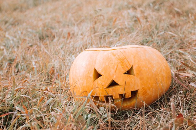 Carved pumpkin halloween in the field.