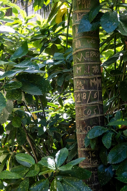 Carved written words and numbers on a tree