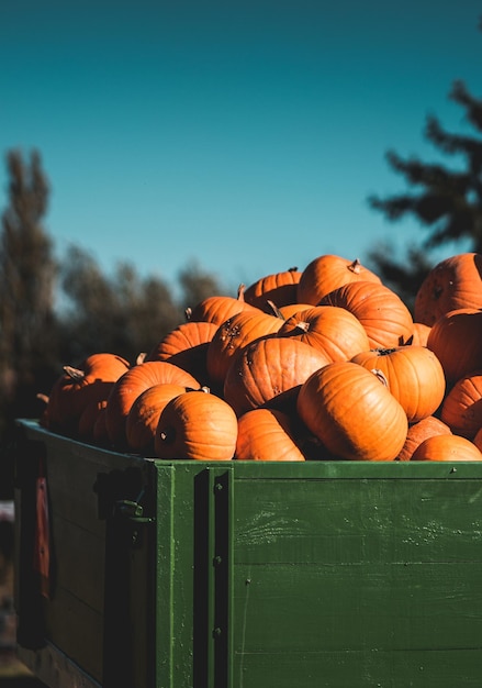 Foto intagliare la zucca nella stanza