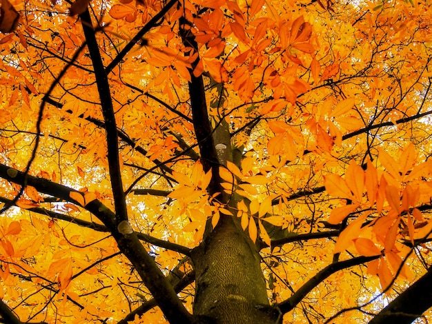 Carya cordiformis-boombladeren veranderen van kleur in de herfst