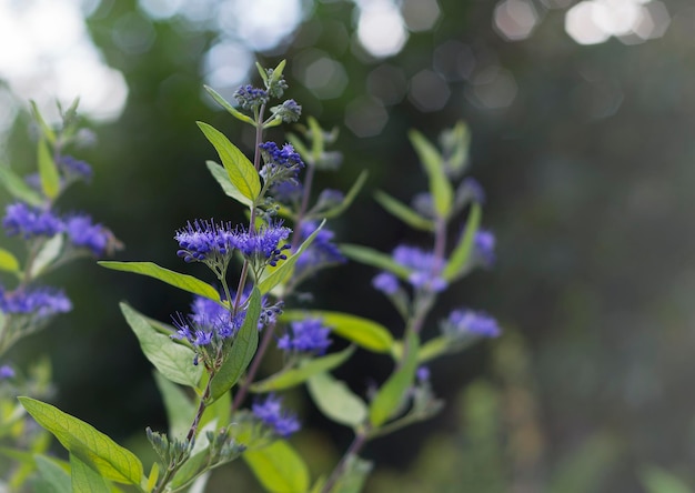 Photo caryopteris genus of flowering plants