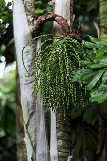 Caryota obtusa 열대 야자 Fishtail 종려나무 근접 촬영의 꽃