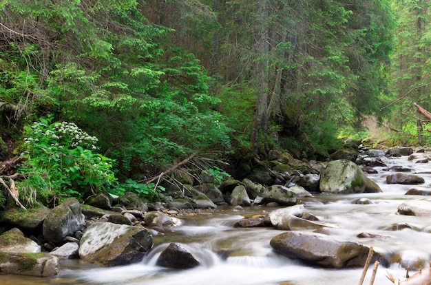 Cascades op een duidelijke kreek in een bos