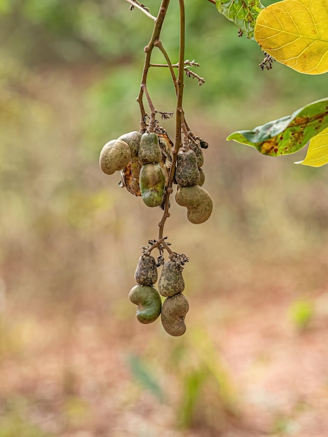 Cashew fruit with selective focus