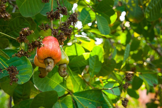 Albero di anacardi, pieno di frutti rossi