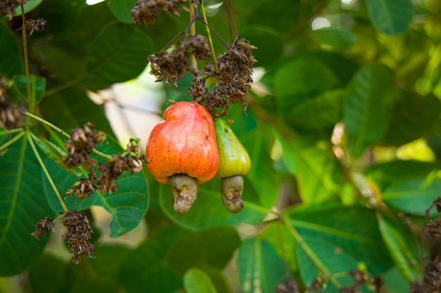 Cashewnotenboom, gevuld met rood fruit