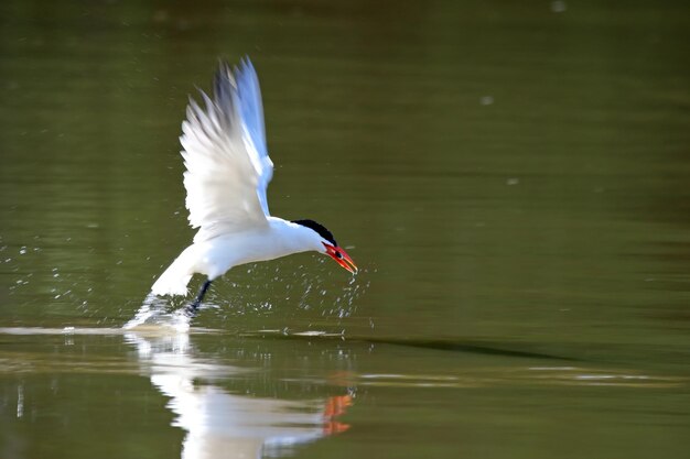 Photo caspian tern hunting fish over lake