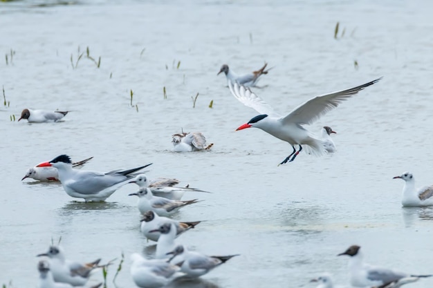 Caspian Tern landing in water