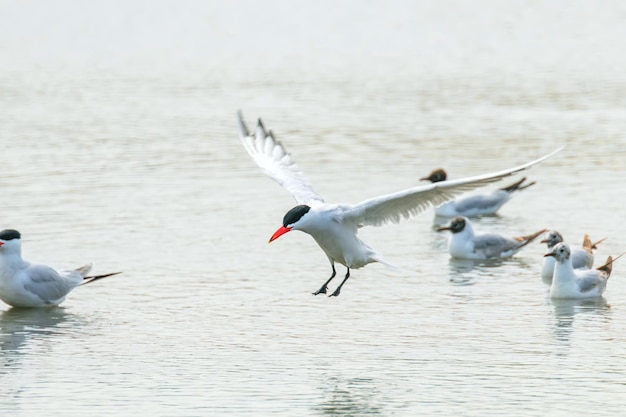 Caspian Tern landing in water