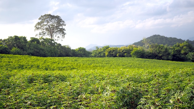 Foto manioca nella bellissima campagna verde.