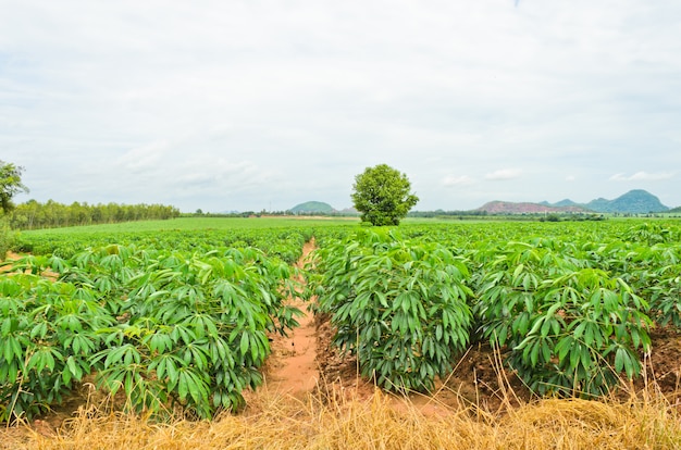 Cassava cultivation in Thailand