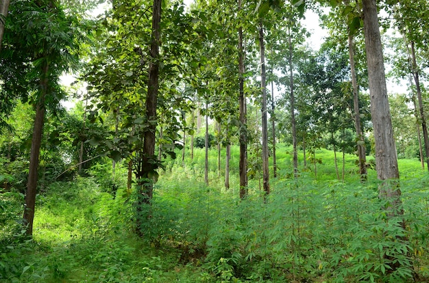 cassava farm in Thailand