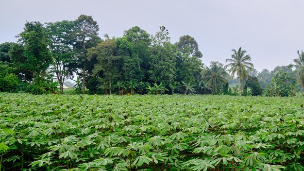 cassava gardens grow fresh on the plantation