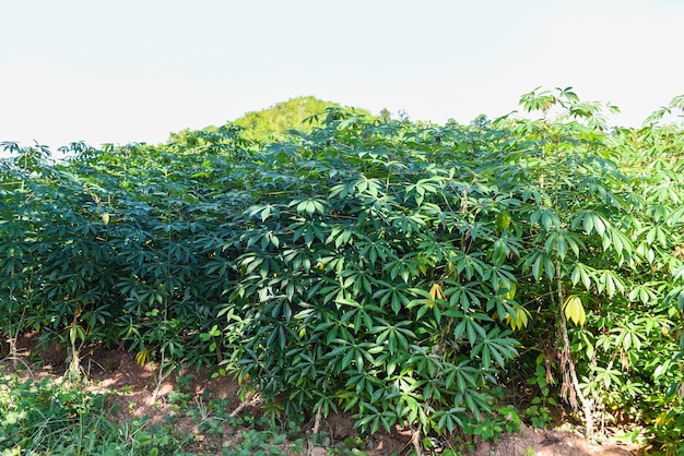 Cassava leaves crops in green, tropical tree plant cassava plantation green fields nature agricultural farm plant tree