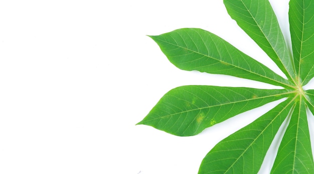 Cassava leaves isolated on a white background