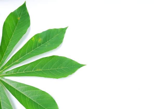 Cassava leaves isolated on a white background