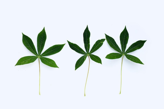 Cassava leaves on white background