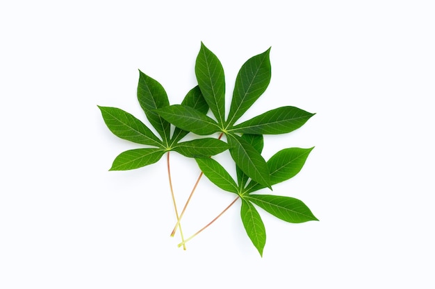 Cassava leaves on white background