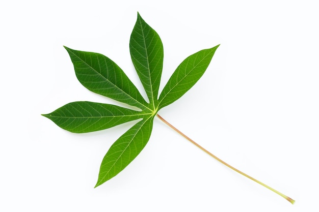 Cassava leaves on white background