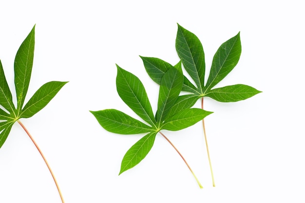 Cassava leaves on white background