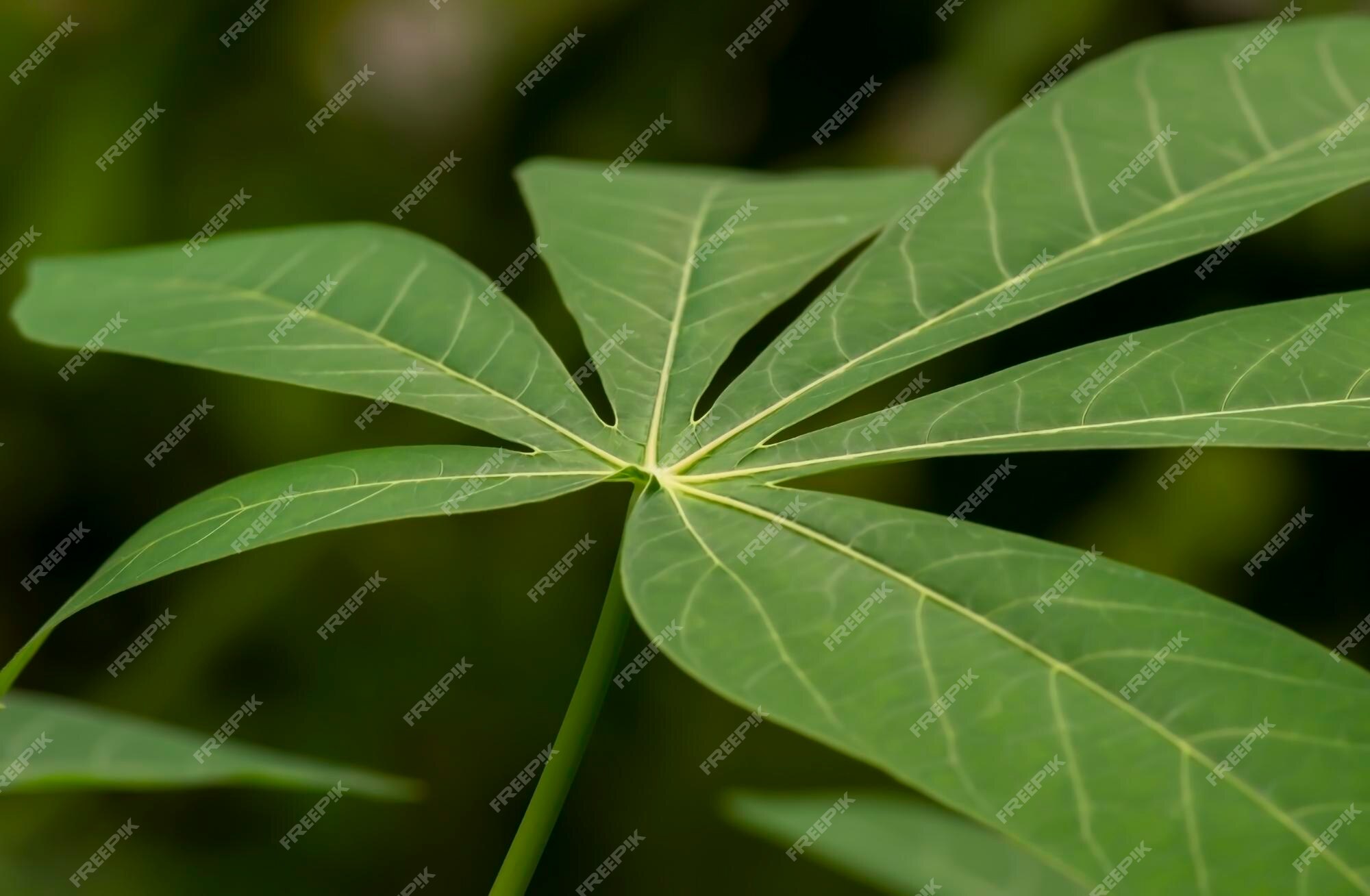 𝘮𝘢𝘭𝘶𝘴𝘰𝘬𝘢𝘺 — How to touch some grass