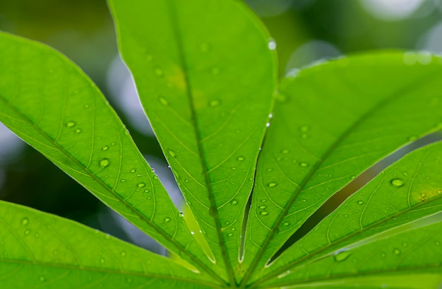 Cassava Mandioa Manioc Tapioca trees Manihot esculenta young green leaves shallow focus