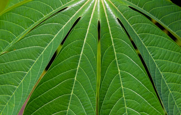 Cassava Mandioa Manioc Tapioca trees Manihot esculenta young green leaves shallow focus