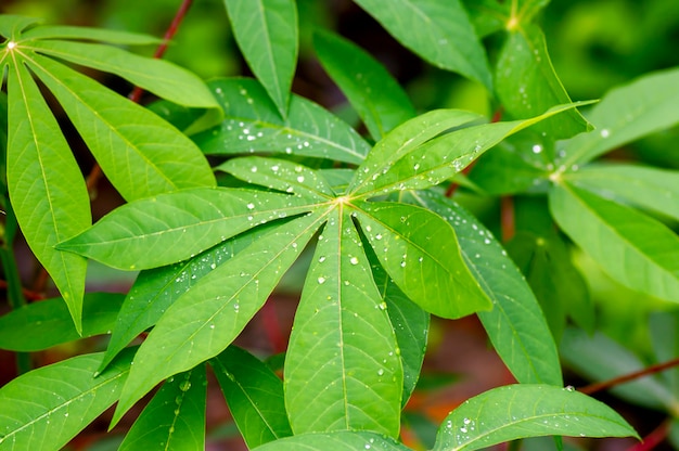 Cassava Mandioa Manioc Tapioca trees Manihot esculenta young green leaves