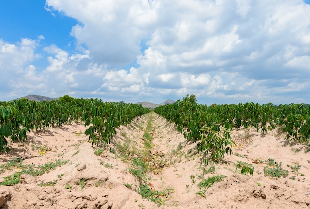 Cassava plantation farming , growing of Cassava