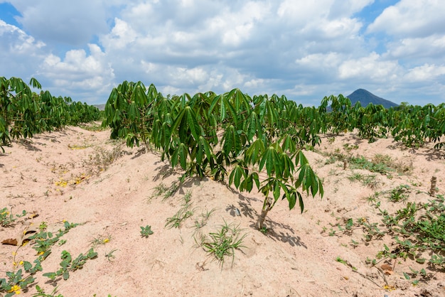 Cassava plantation farming , growing of Cassava