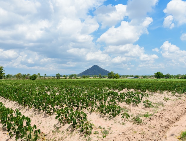 Cassava plantation farming