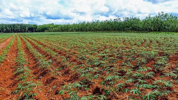 Cassava plantation in Thailand Sisaket Province