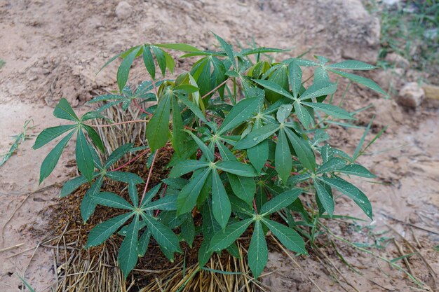 茎を食べるために植えられたキャッサバは繁殖することができます