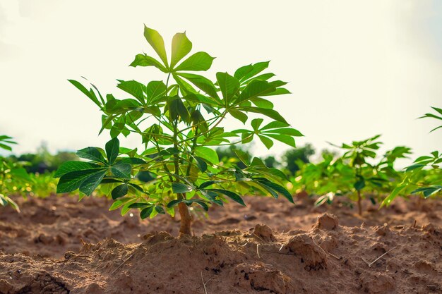 Photo cassava tree in farm and sunset