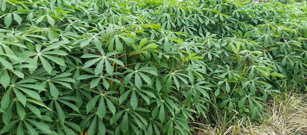 Cassava tree leaves