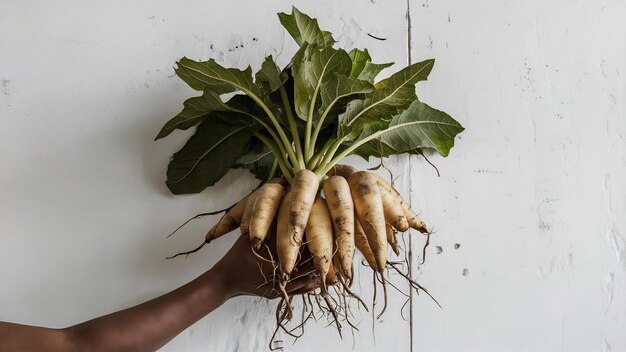 Cassava on a white wall