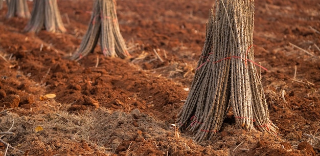 Cassave boerderij Maniok of tapioca plantenveld Bundel cassavebomen in cassave boerderij geploegd veld