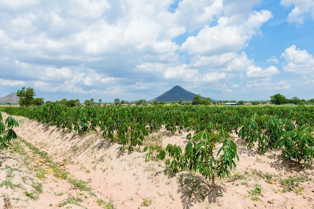 Cassave plantage landbouw, het kweken van cassave