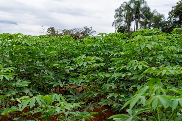 Cassaveplantage Cassave wordt beschouwd als een van de oudste gewassen in Brazilië