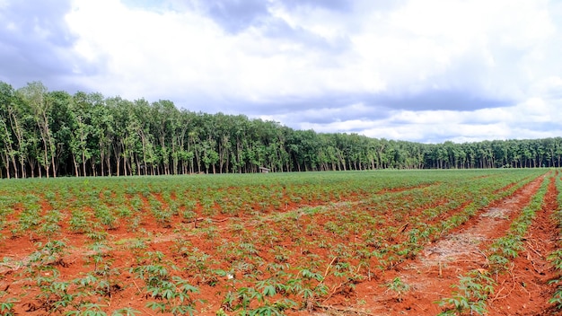 Cassaveplantage in de provincie Sisaket in Thailand