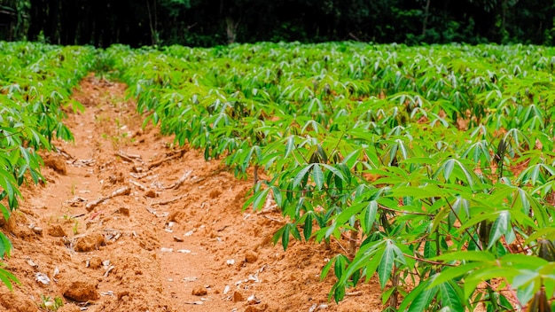 cassaveplantage in Thailand