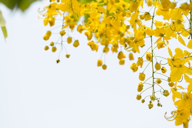 Cassia-fistelbloemen of gouden douchebloem met exemplaar-ruimte voor aardachtergrond