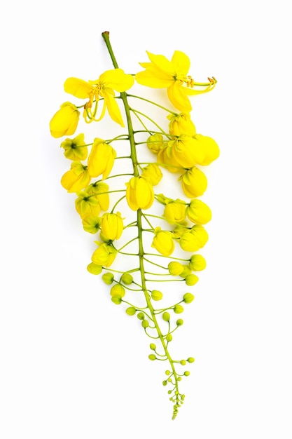 Cassia fistula flower on white background