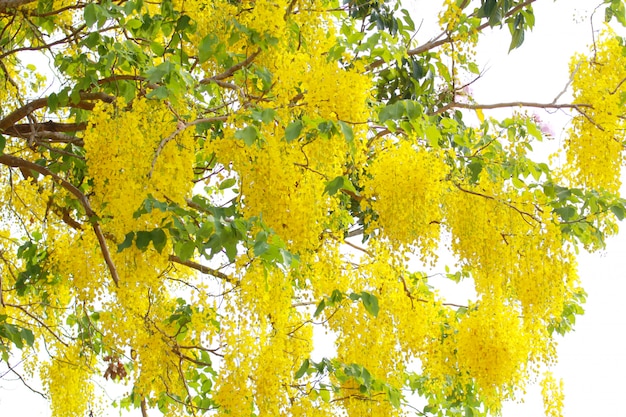 Cassia fistula flower