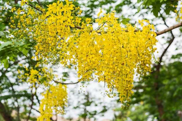 Cassia fistula flower.